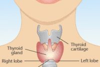 Thyroid Health Update: My Ongoing Rollercoaster Journey