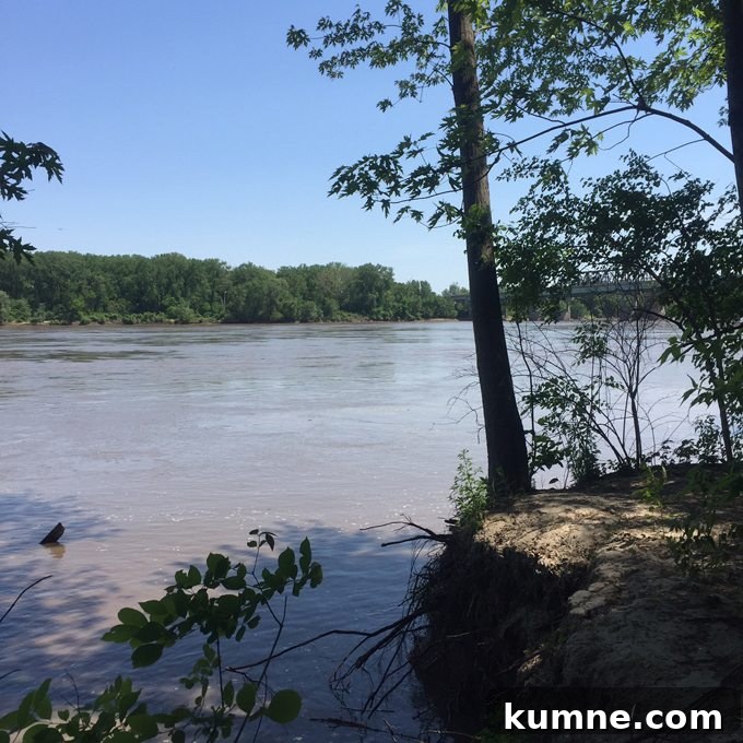 Missouri River Scenic Hike: Top Trails and River Views 12 view of trees and log with the river in the background in st charles missouri