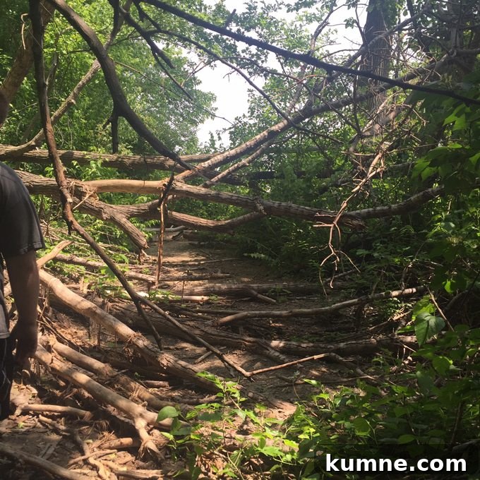 Missouri River Scenic Hike: Top Trails and River Views 13 vines, bushes and overgrowth in the woods of st charles missouri