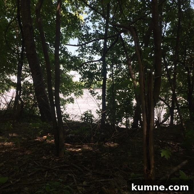 Missouri River Scenic Hike: Top Trails and River Views 14 standing in the woods of st charles missouri looking out at the river - eco park