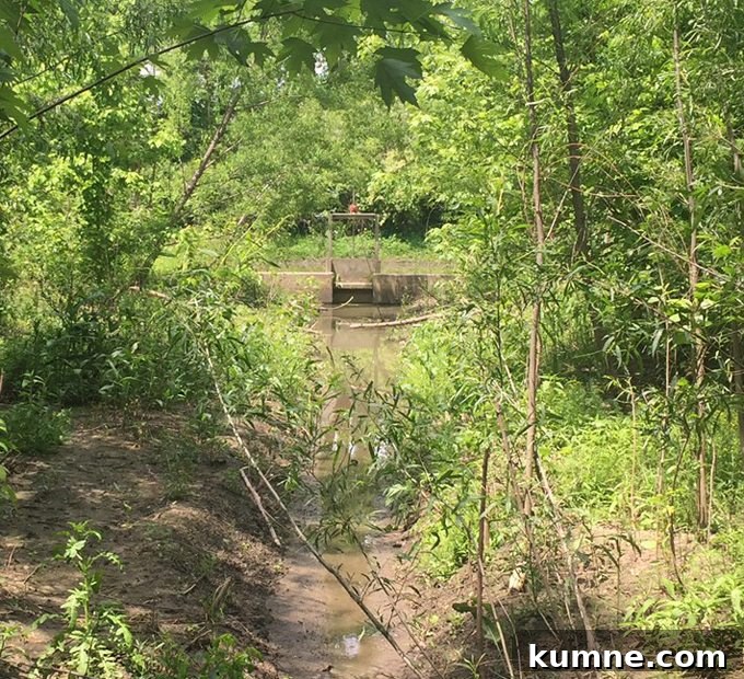 Missouri River Scenic Hike: Top Trails and River Views 16 overgrown woods, bushes, trees on a path in st charles missouri