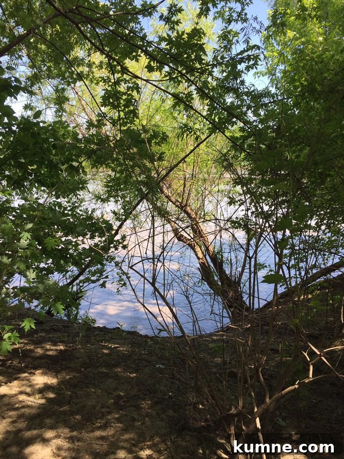 Missouri River Scenic Hike: Top Trails and River Views 3 Missouri River Hike - View between branches and leaves of the river