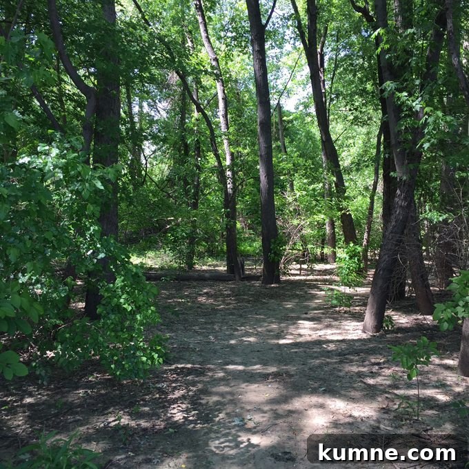 Missouri River Scenic Hike: Top Trails and River Views 23 pathway in eco park saint charles missouri