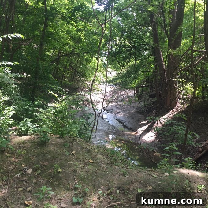 Missouri River Scenic Hike: Top Trails and River Views 24 creek on the edge of eco park in saint charles missouri