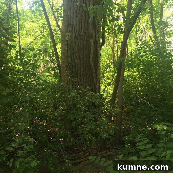 Missouri River Scenic Hike: Top Trails and River Views 4 In the woods a phot of a tree trunk surrounded by greenery