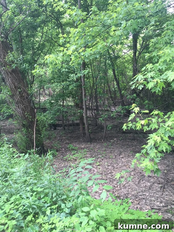Missouri River Scenic Hike: Top Trails and River Views 7 a pathway into the woods in St. Charles, MO