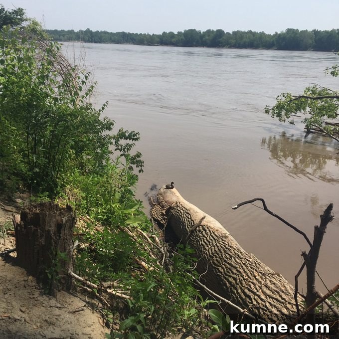Missouri River Scenic Hike: Top Trails and River Views 10 a view of the river in st charles county
