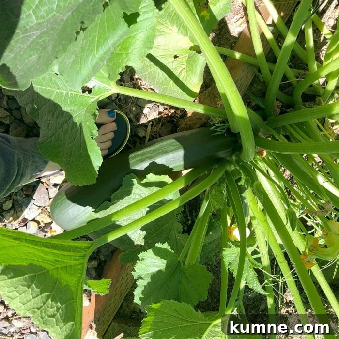 Ultimate Moist Zucchini Bread Recipe for Perfect Loaves Every Time 2 A person wearing sandals stands beside a large zucchini plant
