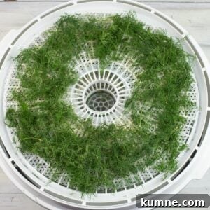 Dried dill on a tray.