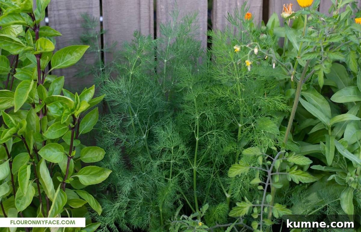 Growing fresh dill in a container garden.