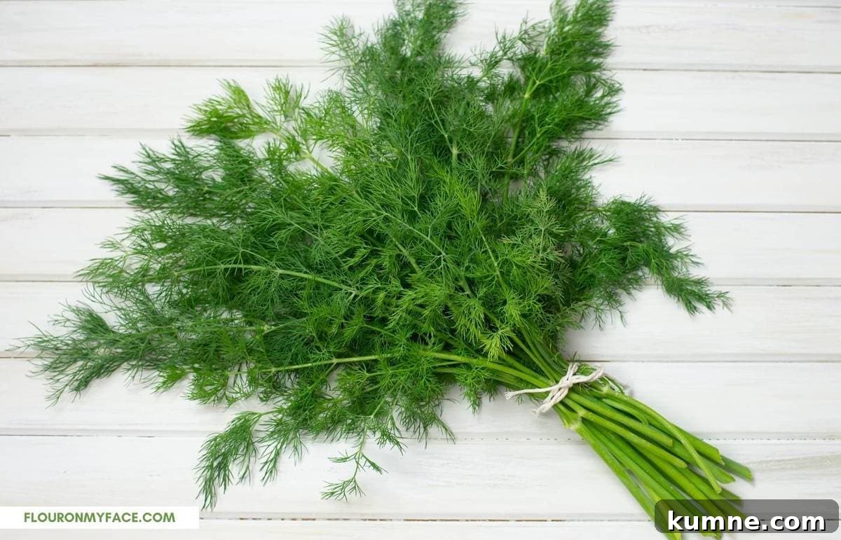 a bundle of freshly harvested dill.