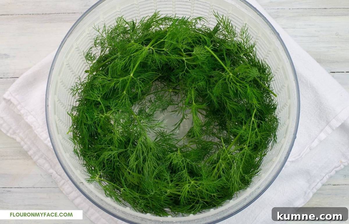 Fresh dill in a salad spinner..