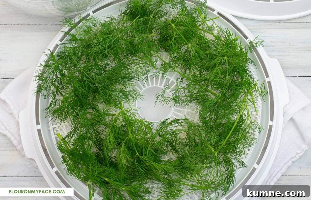 Sprigs of dill on a round dehydrator try before drying.