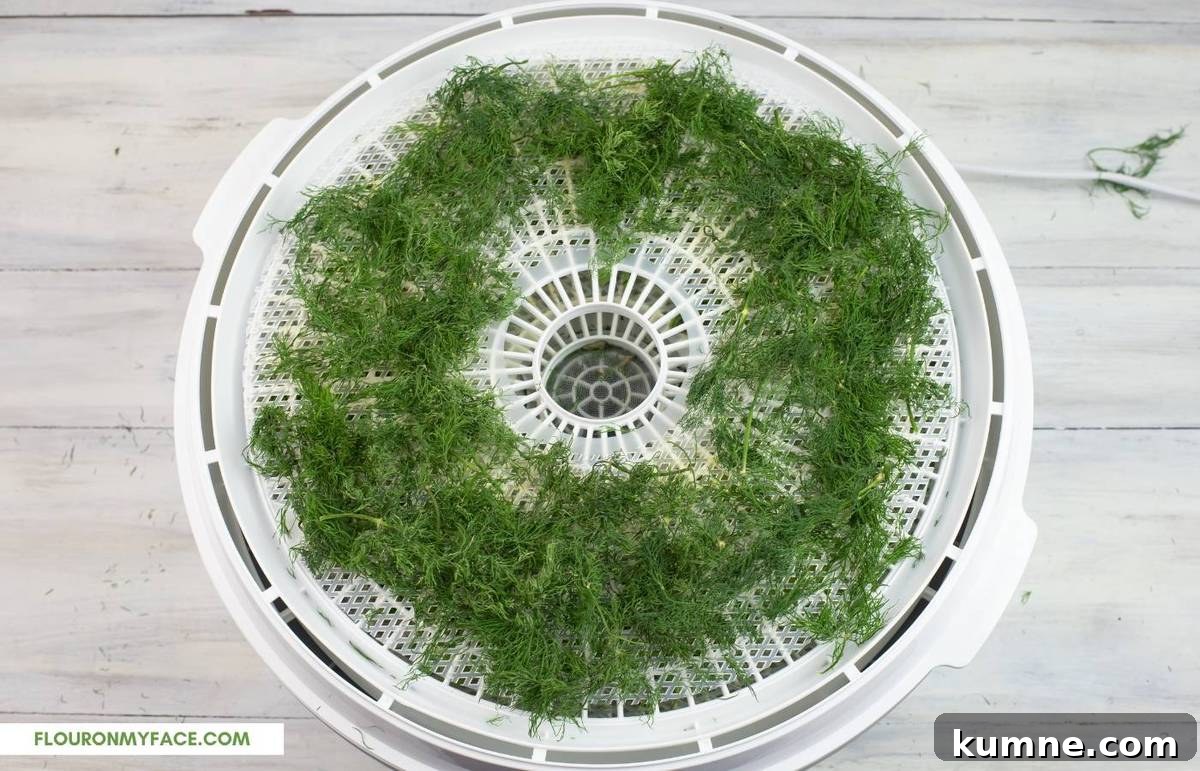 Dried dill on a dehydrator tray.